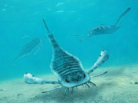Reconstruction of Eurypterus in life.  Image by "Obsidian Soul" Creative Commons License